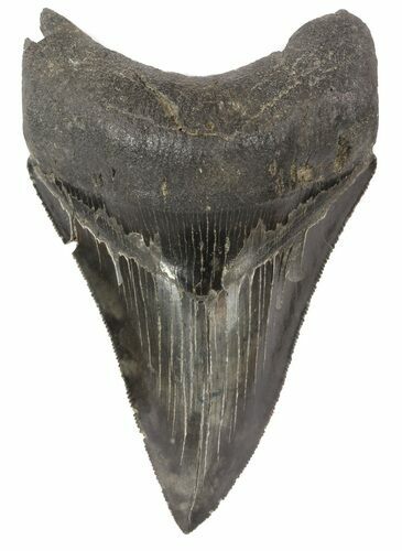 Razor Sharp, Megalodon Tooth - South Carolina #51123